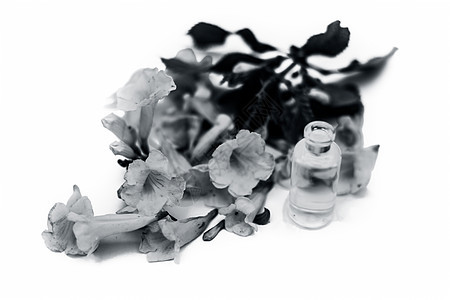 紧紧贴着阿拉曼达花的精油 在一小瓶透明的玻璃瓶里 还有白上孤立的花植物叶子喇叭花园毛茛植物学农业热带植物群藤蔓图片