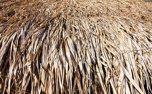 棕色茅草背景的特写分支机构部落旅行旅游房子叶子棕榈热带太阳木头图片