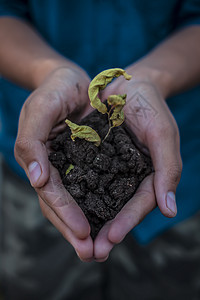 人类手的特写试图通过将植物握在手掌中来拯救大自然 拯救地球和大自然的概念农民叶子种植园艺种子生长植物学男人生态花园图片