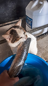 猫吃水桶里的鱼 猫钓鱼渔夫栖息花园淡水石头胡子食物游泳手表海鲜图片