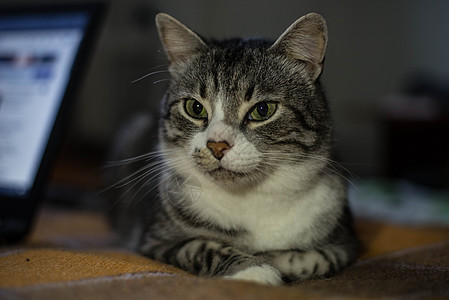 笔记本电脑背景上的猫专注眼睛宠物互联网员工哺乳动物键盘商业沟通猫咪图片