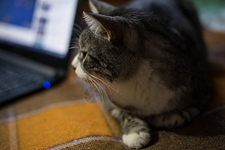 笔记本电脑背景上的猫哺乳动物动物首席技术键盘沟通互联网宠物毛皮商业图片