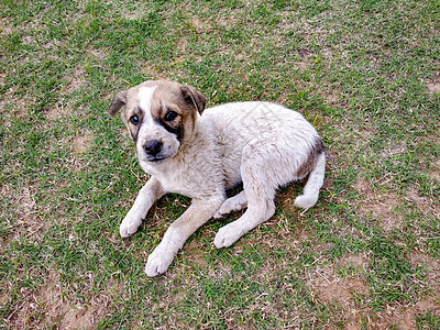 狗狗可爱的小狗坐在草坪上看着镜头家庭寂寞朋友宠物婴儿街道乐趣毯子矿渣孩子图片