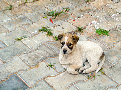 在草坪里玩跑的狗狗可爱小狗狗毯子孤独乐趣动物哺乳动物犬类婴儿流浪朋友矿渣图片