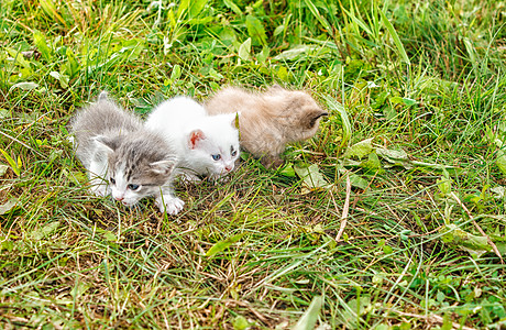 三只小猫在草地上行走团体家庭宠物毛皮婴儿眼睛花园猫咪哺乳动物乐趣图片