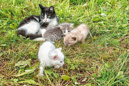有三只小猫在草地上行走花园乐趣婴儿毛皮哺乳动物猫咪家庭团体眼睛宠物图片
