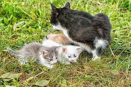 有三只小猫在草地上行走哺乳动物婴儿毛皮猫咪家庭花园眼睛宠物团体乐趣图片