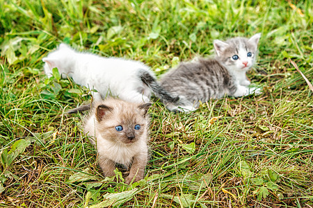 三只小猫在草地上行走毛皮婴儿猫咪哺乳动物眼睛宠物乐趣家庭花园团体图片