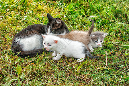 c 年家庭乐趣宠物眼睛婴儿团体猫咪哺乳动物花园小猫图片