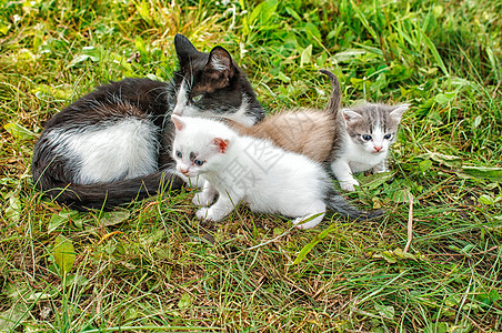 有三只小猫在草地上行走家庭哺乳动物宠物乐趣毛皮眼睛婴儿团体花园猫咪图片