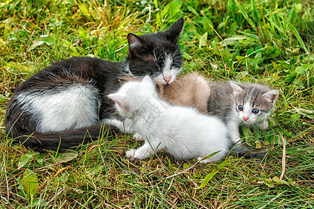 有三只小猫在草地上行走婴儿眼睛家庭哺乳动物团体花园乐趣毛皮宠物猫咪图片