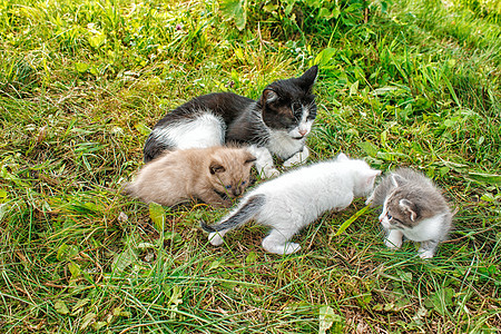 有三只小猫在草地上行走花园婴儿家庭哺乳动物猫咪毛皮团体乐趣宠物眼睛图片