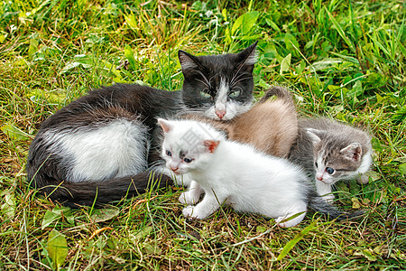 有三只小猫在草地上行走眼睛宠物花园猫咪家庭毛皮婴儿哺乳动物乐趣团体图片
