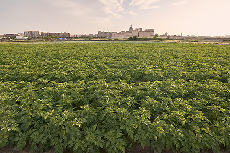 收获前的土豆植物田蔬菜国家饮食花园阳光天空叶子场地农田农业图片