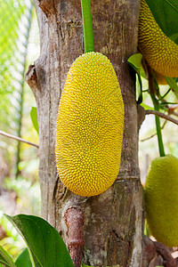 菠萝蜜 也被称为杰克树 桑树和无花果科 桑科 的树种 越南图片