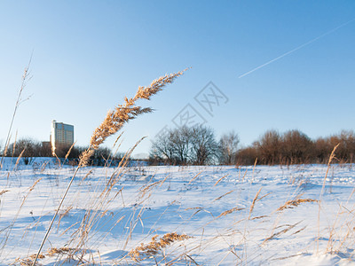 公共城镇公园阳光明媚的冬日 与干草的雪原 清澈的蓝天 飞机的反转轨道 飞机排出的蒸汽 莫斯科 俄罗斯图片