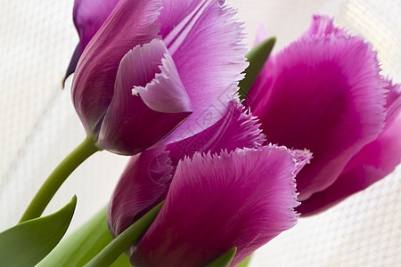 紫色的郁金香 白嫩彩背景图片