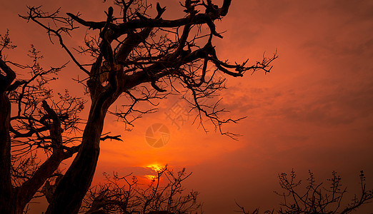 长着红色浪漫日落天空的彩树和树枝图片