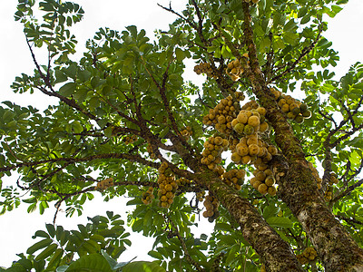 长长树水果黄色营养热带饮食白色食物龙宫图片