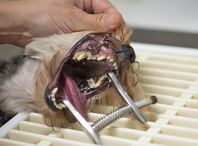 狗的塔塔清除兽医药品宠物牙齿医院工作打扫医生动物图片