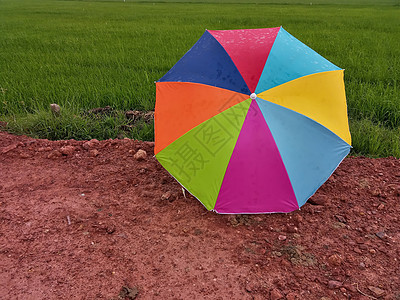 雨田和稻田的多彩雨伞图片