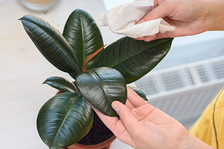 女孩从室内植物里擦灰尘 缝合图片