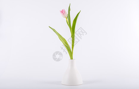 最小化花瓶的图利普婚姻风格花束墙纸郁金香装饰美丽植物群植物花瓣图片