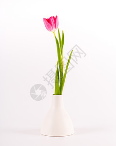 最小化花瓶的图利普花园墙纸花瓣郁金香装饰植物植物群风格叶子仪式图片