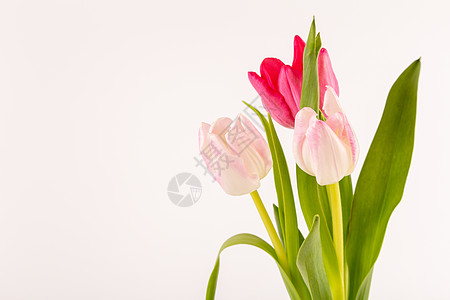 白色的清春新郁金香美丽花瓶叶子墙纸花束婚礼植物仪式庆典风格图片