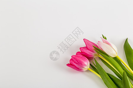 白色的清春新郁金香花瓶墙纸装饰婚姻叶子美丽庆典仪式植物群植物图片