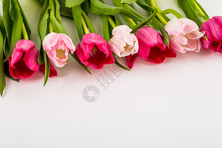 白色的清春新郁金香叶子花店花瓶植物庆典婚姻礼物花园装饰花瓣图片