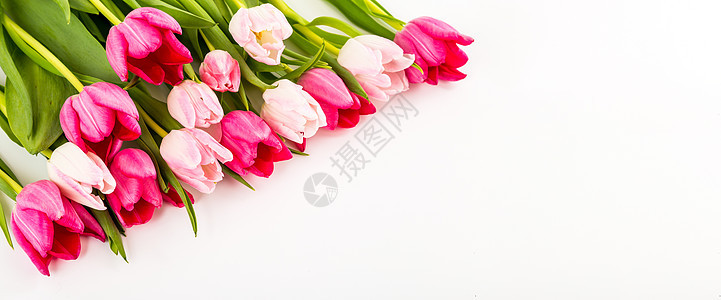 白色的清春新郁金香叶子仪式庆典植物群墙纸花束花瓶花园婚礼植物图片