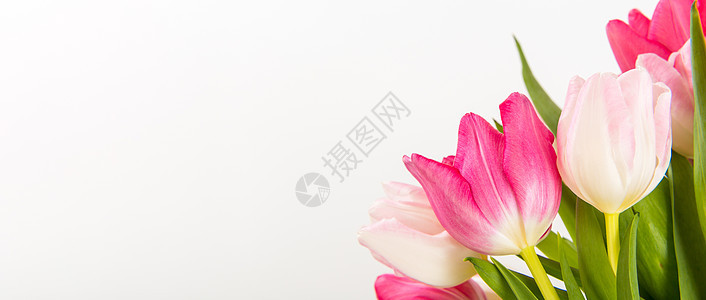 白色的清春新郁金香美丽叶子花店婚礼植物装饰风格植物群花束花瓶图片