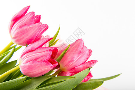 白色的清春新郁金香风格花瓶仪式花束植物花店礼物叶子植物群墙纸图片