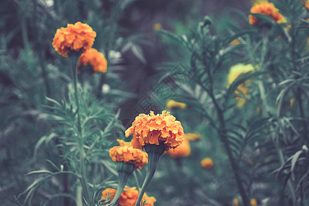 有关一些墨西哥大王花的详情万寿菊栖息地环境橙子花瓣树叶背景图片