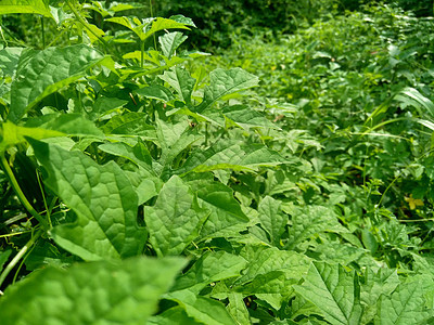 具有自然背景的苦瓜 苦瓜 苦苹果 苦瓜 karela 苦瓜 苦瓜 pare 它是葫芦科的热带和亚热带藤本植物水果生产季节藤蔓花园图片