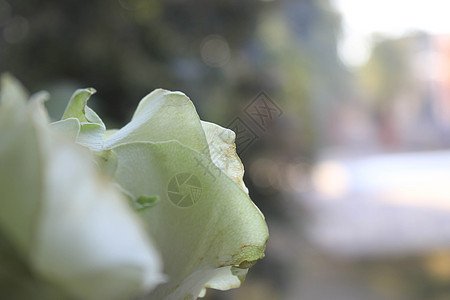 窗口背景上的白玫瑰Name庆典衬套花园婚礼植物花束边界叶子花瓶植物群图片