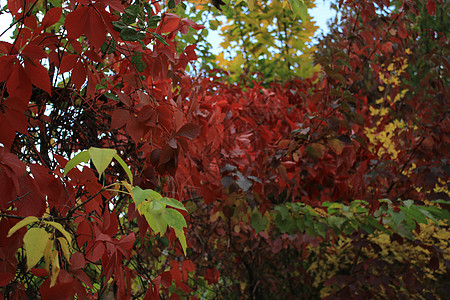 树上多色叶子橙子植物场景摄影季节植物群森林自然绘画枫叶图片