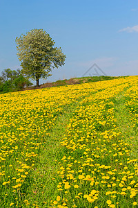 Dandelion 草地和单树图片