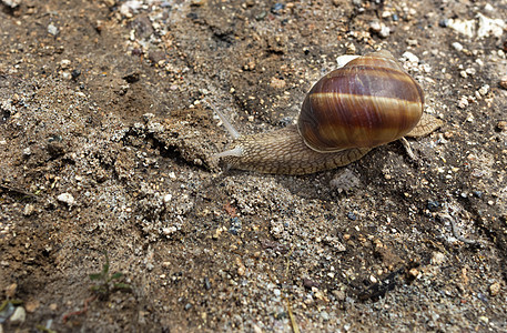 一只大棕色蜗牛爬在地上图片