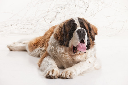 大圣伯纳德身体救援储蓄者小狗舌头人员白色哺乳动物动物犬类图片