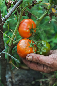 在阳光明媚的日子里 女人的手在她的花园里收获新鲜的有机西红柿 农民采摘西红柿 蔬菜种植 园艺理念篮子水果健康饮食植物部位菜园温室图片