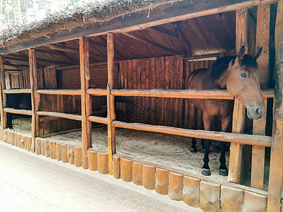 一匹棕色的马站在木栅栏上图片
