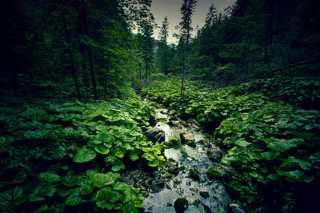 深绿森林和河流图片