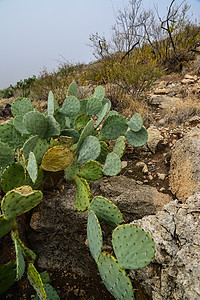 草原仙人掌和山地景观中的其他沙漠植物世界生活植物学宏观蓝色液体脊柱旅行天气植被图片