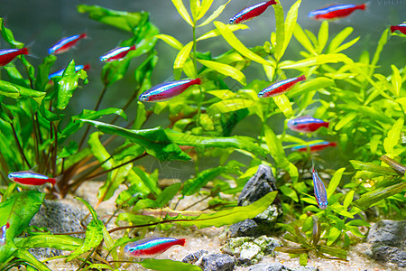 水下水下水族馆 淡水水中的植物和鱼类叶子海洋蓝色潜水生活热带环境霓虹灯动物绿色图片