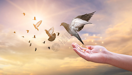 女人的手把鸽子放入天空感恩冥想宗教上帝解放拥抱日落福利希望信仰图片