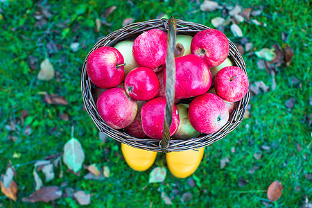 草地上黄色橡皮靴上用红苹果在绿树篮子中扎红色苹果叶子植物茶点果园饮食院子收成健康饮食感恩园丁图片
