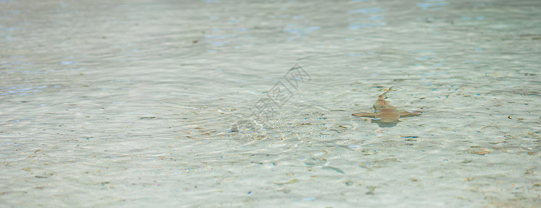 马尔代夫浅水中的婴儿鲨鱼情况娱乐旅游鲥鱼旅行浅滩海景捕食者蓝色动物海滩图片