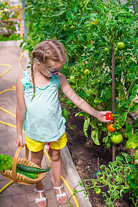小女孩在温室收集黄瓜和番茄的作物萝卜食物帮手蔬菜女孩水芹园艺植物沙拉篮子图片